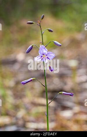 La fleur de la plante indigène australienne connue sous le nom de Chocolate Lily (Arthropodium strictum) Banque D'Images