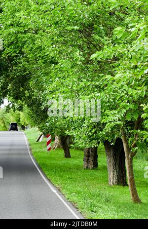 Zernikow, Allemagne. 29th août 2022. L'avenue des mûres avec ses 70 mûriers et d'autres plantes ligneuses rappelle la production de soie dans le Brandebourg, quand Frederick II a planté de nombreux mûriers. Les vers à soie épais se nourrissent exclusivement de feuilles de mûrier. Pour se marier, ils tournent le cocon de soie convoité d'une fil de soie jusqu'à 4000 mètres de long. À Zernikow, en plus des nouvelles plantations, il y a encore 20 très vieux arbres âgés de 250 ans. Credit: Jens Kalaene/dpa/Alamy Live News Banque D'Images