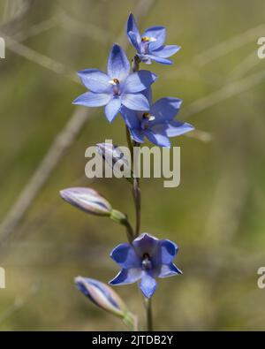 Les fleurs bleu foncé à violacé de l'orchidée indigène endémique à l'est de l'Australie connue sous le nom de plaine (parfumée) Sun-orchidée (Thelymitra nuda) Banque D'Images