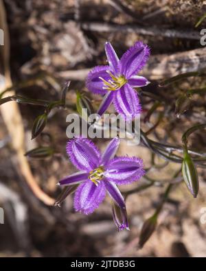 Les fleurs violettes aux pétales de plumes à franges du nénuphar (Thysanotus patersonii) Banque D'Images