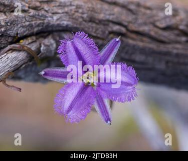 Les fleurs violettes aux pétales de plumes à franges du nénuphar (Thysanotus patersonii) Banque D'Images