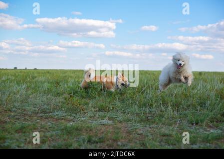 deux chiens jouent à l'extérieur sur l'herbe Banque D'Images