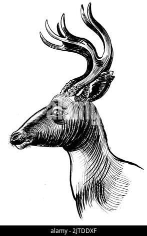 Tête de cerf de cerf. Dessin noir et blanc Banque D'Images