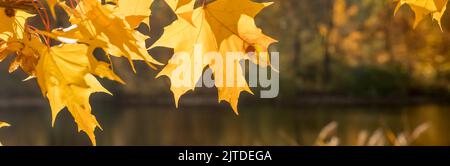 Automne doré dans le parc, branches d'érable en contre-jour sur une journée ensoleillée avec des feuilles jaunrées, branches penchées au-dessus de la rivière.parc paysage avec un Banque D'Images