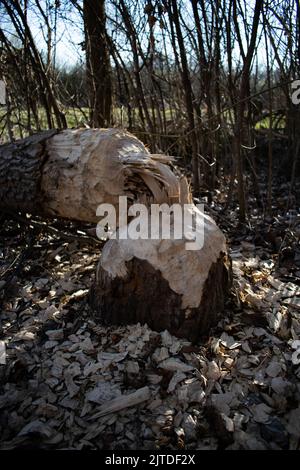 Arbre abattu par les castors eurasiens Banque D'Images