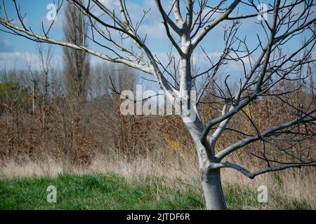 arbre avec écorce gris argenté Banque D'Images