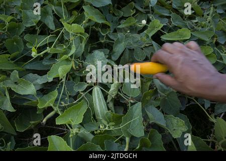 Les légumes sont l'une des principales sources de revenu pour les agriculteurs bangladais. Auparavant, il était uniquement destiné à la consommation des ménages, mais il est désormais devenu des cultures de rente. Banque D'Images