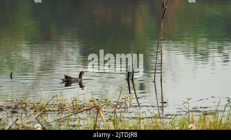 Canard colvert vivant dans la nature sur le lac lors d'une journée ensoleillée en Indonésie Banque D'Images