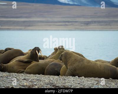 Colonie de morses située sur la rive. Paysage arctique sur fond flou. Nordaustlandet, Svalbard, Norvège Banque D'Images