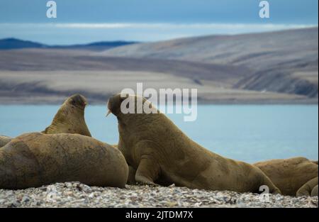 Colonie de morses située sur la rive. Paysage arctique sur fond flou. Nordaustlandet, Svalbard, Norvège Banque D'Images