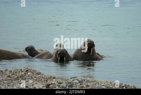 Colonie de morses située sur la rive. Paysage arctique sur fond flou. Nordaustlandet, Svalbard, Norvège Banque D'Images