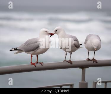 Trois mouettes debout sur une rampe près de la plage de St clair. Péninsule d'Otago. Banque D'Images