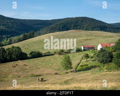 les chevaux de campagne près de saint meurent dans les vosges françaises sous le ciel bleu en été Banque D'Images