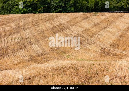 Un champ de maïs récolté sur une pente avec des bandes et des lignes géométriques, Allemagne Banque D'Images