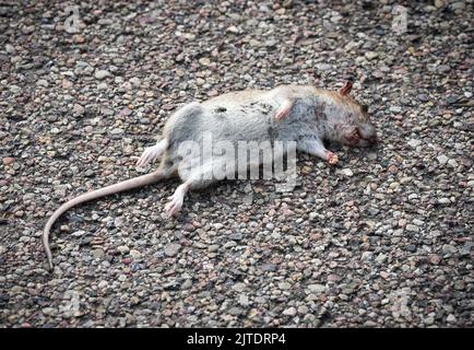 Oranienburg, Allemagne. 29th août 2022. Un rat mort se trouve sur son dos, sur un chemin près de la Havel. Crédit : Soeren Stache/dpa/Alay Live News Banque D'Images