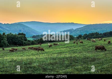 Troupeau de vaches de pâturage sur le terrain. Paysage de montagne le soir après le coucher du soleil avec un beau ciel coloré. Zone protégée Vrsatec, Slovaquie. Banque D'Images