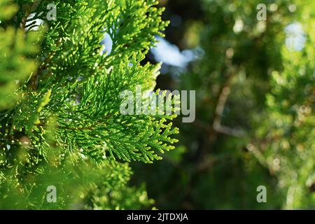 Fond vert Juniper.La texture des branches de genièvre pour un châssis complet.Aiguilles de fond naturelles pour l'hiver pour le design.Flou sélectif, flou, Banque D'Images