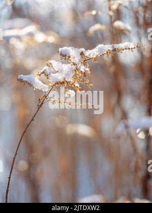 herbe sèche recouverte de neige, vue de près en hiver Banque D'Images