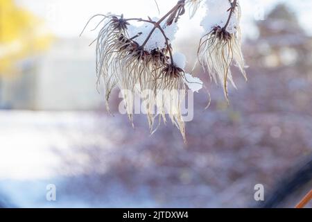 herbe sèche recouverte de neige, vue de près en hiver Banque D'Images