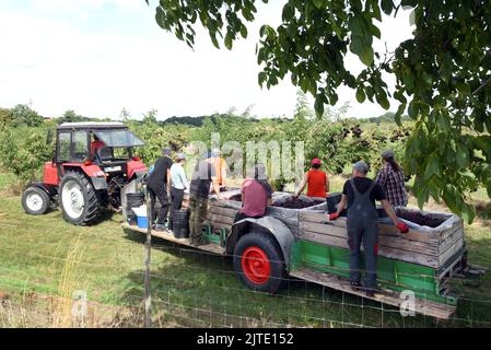 29 août 2022, Saxe, Jesewitz OT Wöllmen : dans une plantation de baies de sureau de la ferme fruitière Wöllmen de Jesewitz, les travailleurs de la récolte se rendrent à la ferme fruitière avec des cônes de sureau récoltés. Malgré un manque d'eau, cette année, il a été possible de récolter des cônes de baies de sureau de bonne qualité de taille supérieure à la moyenne et de maturité uniforme à partir d'environ 400 buissons de sureau cultivés sous forme d'arbre. Les baies, riches en vitamine C et en potassium et d'une taille d'environ six millimètres, sont ensuite transformées en jus, vin et gelée. La ferme fruitière a été fondée il y a plus de 30 ans par le producteur de fruits Dieter Dottermusch as Banque D'Images