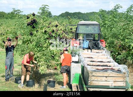 29 août 2022, Saxe, Jesewitz OT Wöllmen: Sur une plantation de baies de sureau d'Obsthof Wöllmen à Jesewitz, les employés et les pêcheurs récoltent de gros cônes de baies de sureau. Malgré un manque d'eau, cette année, il a été possible de récolter des cônes de baies de sureau de bonne qualité de taille supérieure à la moyenne et de maturité uniforme à partir d'environ 400 buissons de sureau cultivés sous forme d'arbre. Les baies, riches en vitamine C et en potassium et d'une taille d'environ six millimètres, sont ensuite transformées en jus, vin et gelée. La ferme fruitière a été fondée il y a plus de 30 ans par le producteur de fruits Dieter Dottermusch en tant que ferme fruitière privée Banque D'Images