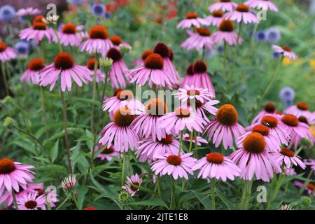 Les fleurs du jardin du Parlement au Québec. Banque D'Images