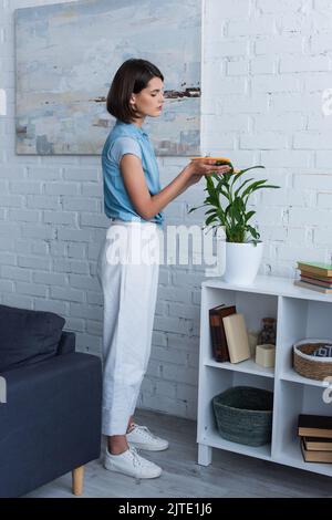 vue latérale de la femme brunette nettoyant plante verte sur le rack dans le salon Banque D'Images