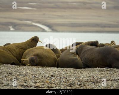 Colonie de morses située sur la rive. Paysage arctique sur fond flou. Nordaustlandet, Svalbard, Norvège Banque D'Images