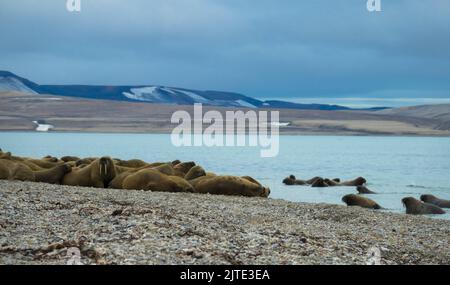 Colonie de morses située sur la rive. Paysage arctique sur fond flou. Nordaustlandet, Svalbard, Norvège Banque D'Images