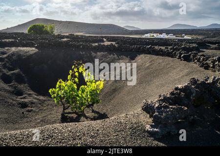 Grapevine sur sol volcanique noir dans les vignobles de la Geria, Lanzarote, îles Canaries, Espagne Banque D'Images