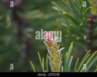 Cône femelle immature unique d'un pin de montagne nain (nom latin : Pinus mugo) à Beleg, Mokra Gora, Serbie Banque D'Images