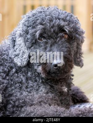 Un portrait d'un beau chien noir ladoodle aux cheveux bouclés, en regardant vers l'avant avec la bouche fermée Banque D'Images