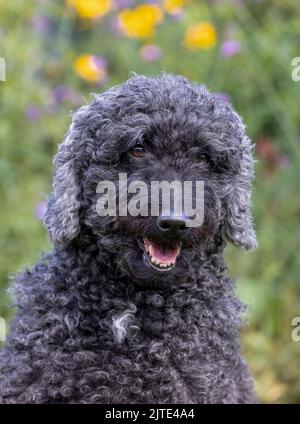 Un beau chien gris et noir aux cheveux bouclés, en regardant vers l'avant avec la bouche ouverte Banque D'Images