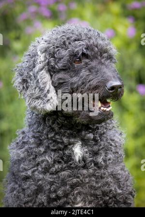 Un beau chien gris et noir aux cheveux bouclés, en regardant vers l'avant avec la bouche ouverte Banque D'Images