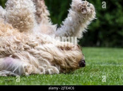 Un gros plan de beau chien de couleur beige aux cheveux bouclés, se balader et s'amuser, sur un peu d'herbe Banque D'Images