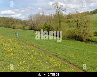 Des gens qui marchent sur un sentier le long de la vallée de By Brook à travers des pâturages parsemés de buttercups de Meadow et de pissenlits, Wiltshire, Royaume-Uni, mai. Banque D'Images