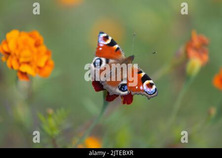 le papillon se trouve sur une fleur d'automne Banque D'Images