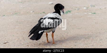 Magpie Goose de l'australie dans le parc de riyad Banque D'Images