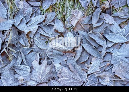 Les feuilles tombées en automne sur l'herbe verte sont couvertes de givre. Automne hiver fond Banque D'Images