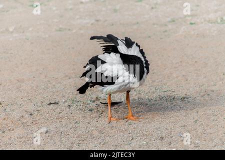 Magpie Goose de l'australie dans le parc de riyad Banque D'Images