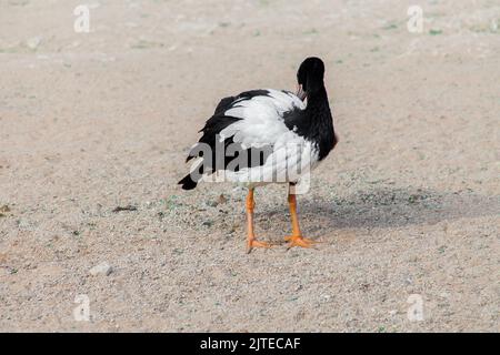 Magpie Goose de l'australie dans le parc de riyad Banque D'Images