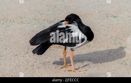 Magpie Goose de l'australie dans le parc de riyad Banque D'Images