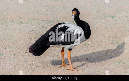 Magpie Goose de l'australie dans le parc de riyad Banque D'Images