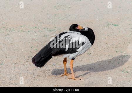 Magpie Goose de l'australie dans le parc de riyad Banque D'Images