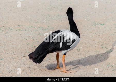 Magpie Goose de l'australie dans le parc de riyad Banque D'Images