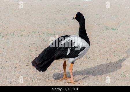 Magpie Goose de l'australie dans le parc de riyad Banque D'Images