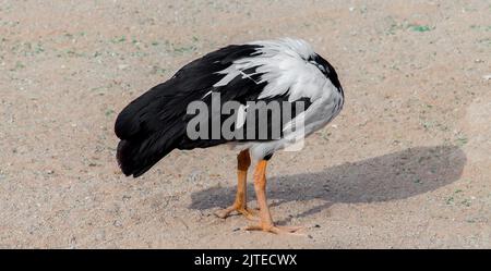 Magpie Goose de l'australie dans le parc de riyad Banque D'Images