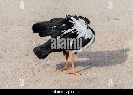 Magpie Goose de l'australie dans le parc de riyad Banque D'Images