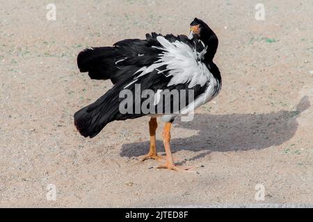 Magpie Goose de l'australie dans le parc de riyad Banque D'Images