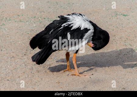 Magpie Goose de l'australie dans le parc de riyad Banque D'Images